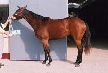 õ���� (CHEONSANGNANGJA) ����