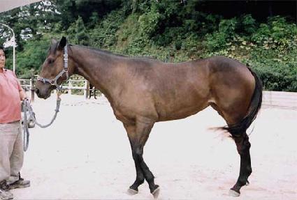 ������ ����