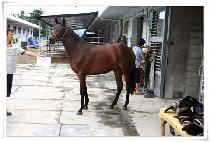 Ƽ�� (THYMOS) ����