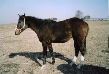 ��� ����