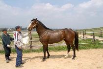 ������ (WIN FOR GO) ����