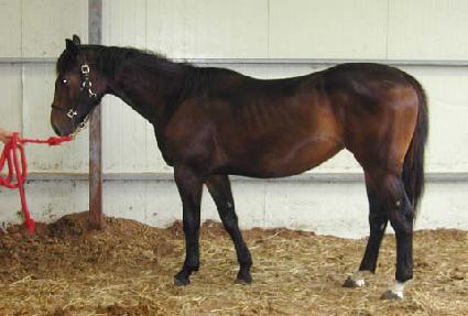 �𷡿� ����