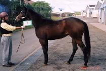 ����������� (PRINCESS RUBY) ����