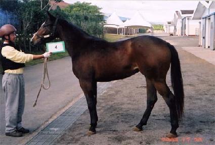 ����������� ����