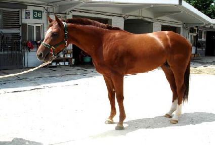 Ʈ���� ����