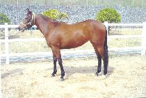 �¸��ǳ��� (SEUNGNIUI NAPAL) ����