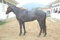 ���õ�� (KWAEGEOL CHEONHA) ����