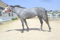 ����Ʈ��ġ (PERFECT MATCH) ����