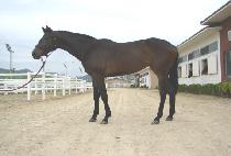 Ž������� (TAMNA VILLAGE) ����