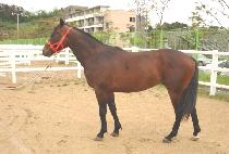 ���̽�ī�� (HIGH SKY) ����