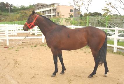 ���̽�ī�� ����