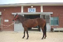 �������� (SUGA SUGAR) ����