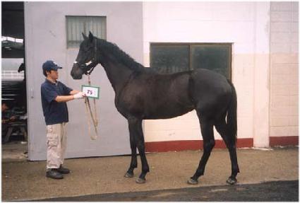 �ɷ��游 ����