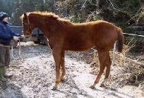 ��Ź�Ǳ�� (WONTAGUI GISA) ����