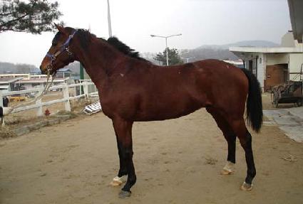 ������ƽ ����