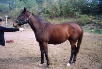 ���� (WINNER) ����