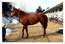 õ����� (CHEONJISARANG) ����