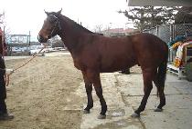 �¸����� (SEUNGNIHAENGJIN) ����