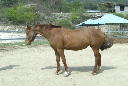 ����Ʈ���� ����