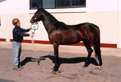 �������� ����