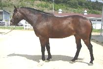 ���� (BAEGYANGSAN) ����