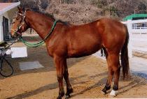 �Ǿ�� (FIERSTEPH) ����