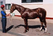 ��� (DAESAM) ����