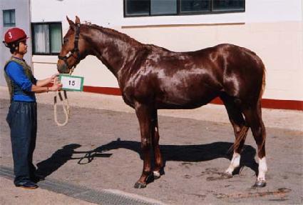 ��� ����