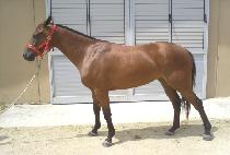 �����ǵ� (GWANG SPEED) ����