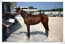 ��� (UWA) ����