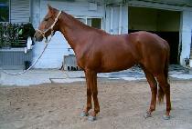 ������� (DANGDAEJEONGSANG) ����