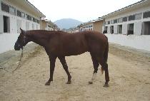 �۽�Ʈ�۷θ� (FIRST GLORY) ����