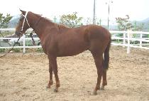 ���׽� (VITESSE) ����