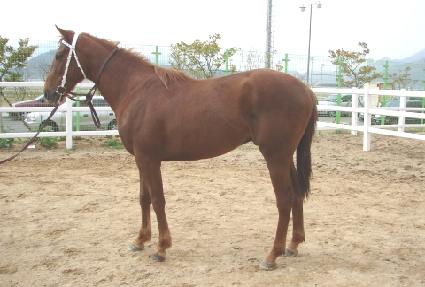 ���׽� ����