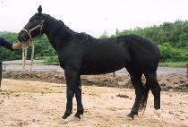 ������â (RUN TO PYEONGCHANG) ����