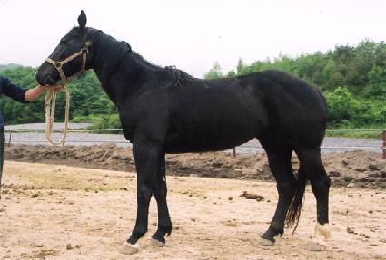 ������â ����