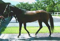 �����Ǿ� (LASS FIER) ����