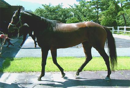 �����Ǿ� ����