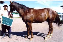 ������ (AJEOSSI) ����