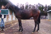 ������ (ALL FOR ONE) ����