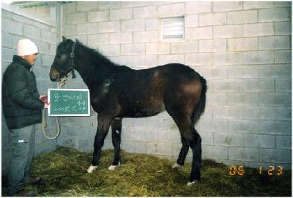 ����Ʈ���� ����