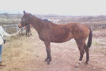 �Ϻ��� (HARBINGER) ����