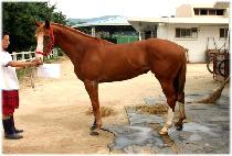 ���� (BIG BABBLE) ����