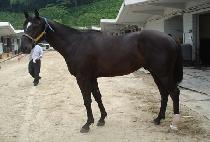 ���Ӱ��� (GOSOKGANGJA) ����