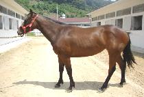 ������ǳ (SEOGWANG DOLPUNG) ����