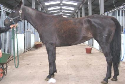 ���ʷ��̼� ����