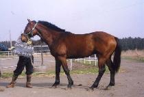 ��Ÿ���� (STARGUNDAN) ����