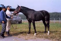 �ʿ����� (CHOWONDONGJA) ����