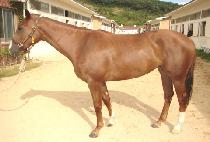 Ȩ���޴� (HOMERUN MEDAL) ����