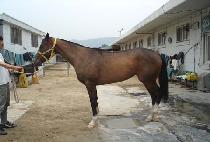 ���Ϲ�ȭ (TONGILMUNHWA) ����